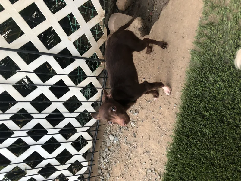 Chocolate Mousse thumbnail 3