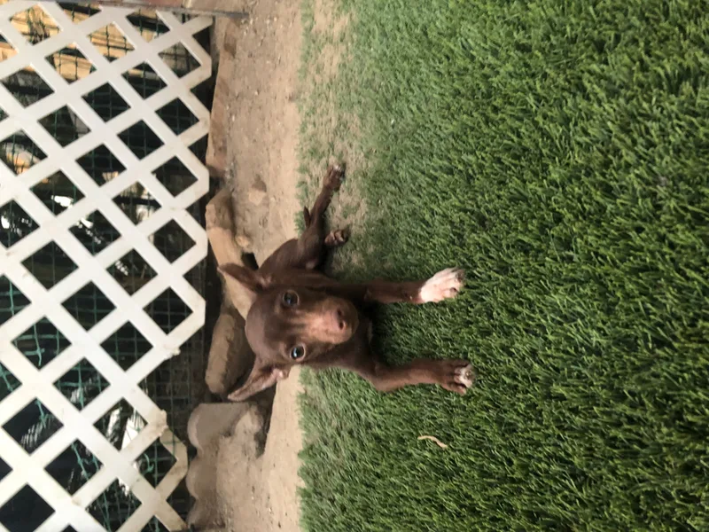 Chocolate Mousse thumbnail 4