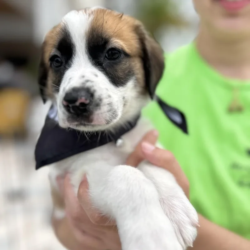 A baby small-sized male White / Cream Anatolian Shepherd dog named Michael for adoption in Tampa, FL