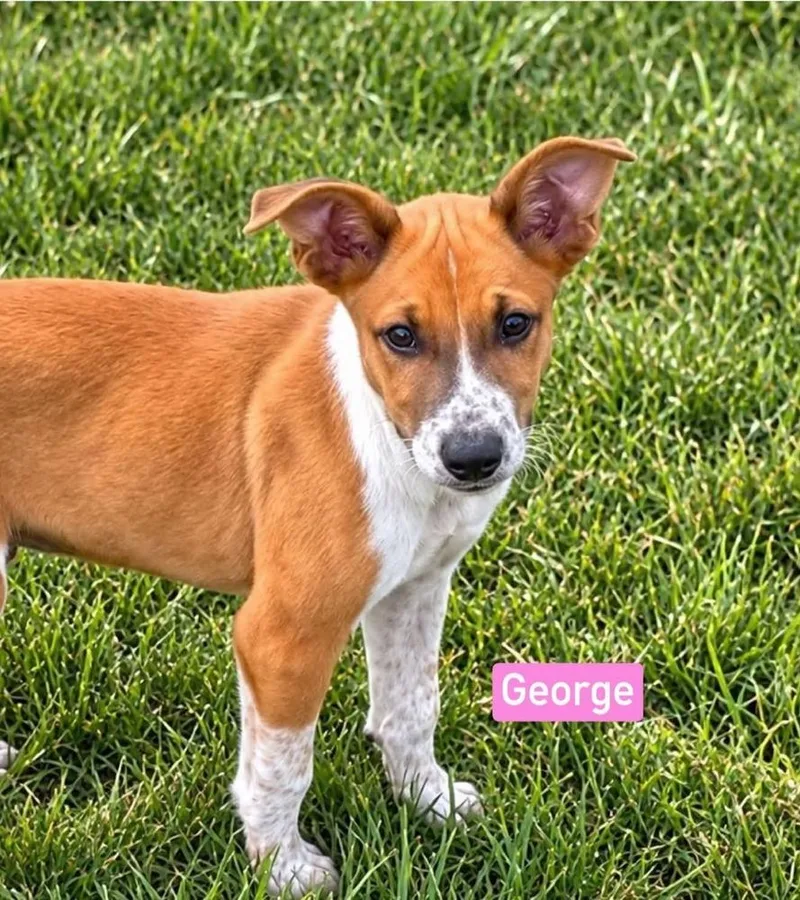 A baby medium-sized male White / Cream Shepherd dog named George for adoption in Saugus, MA