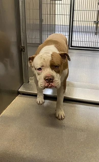 A young medium-sized male Staffordshire Bull Terrier dog named A for adoption in Modesto, CA