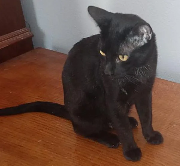 An adult medium-sized male Black American Shorthair cat named Spooky for adoption in Magnolia, TX