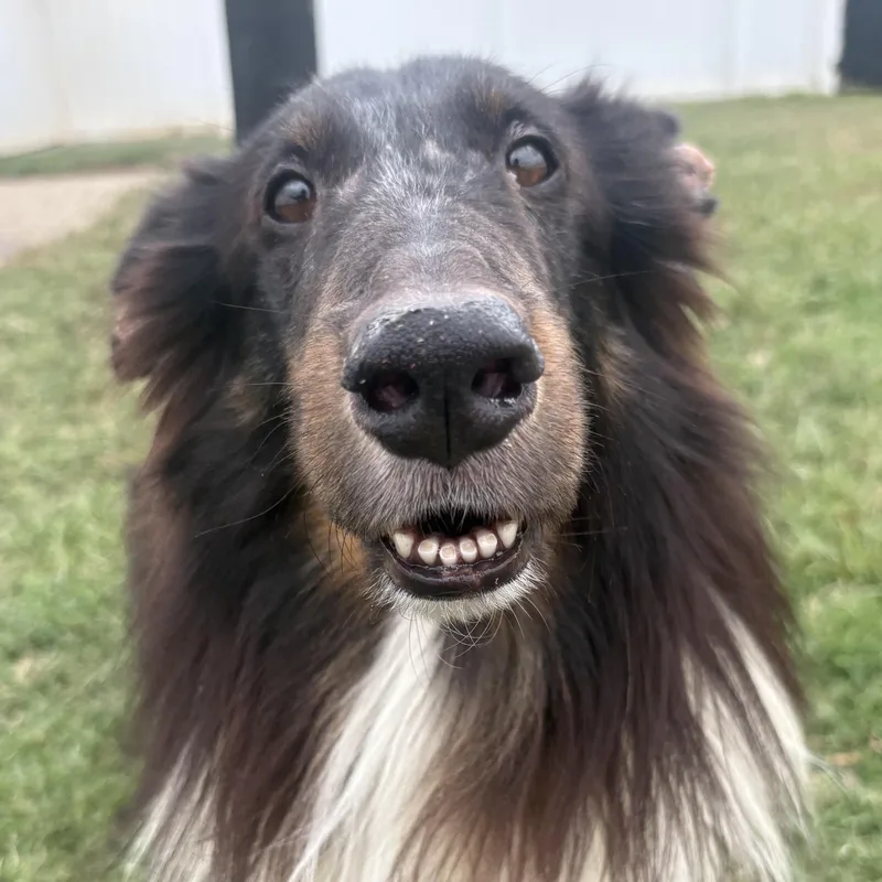 A young medium-sized male Shetland Sheepdog / Sheltie dog named Gin for adoption in Rock Hill, SC