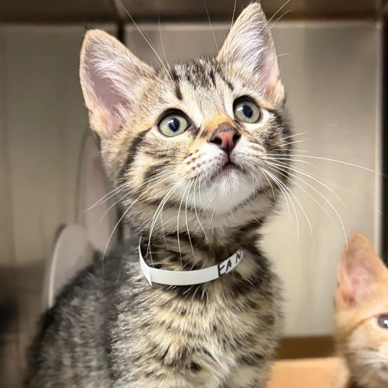 A baby small-sized male Gray / Blue / Silver Domestic Short Hair cat named Eenie for adoption in Nashville, TN