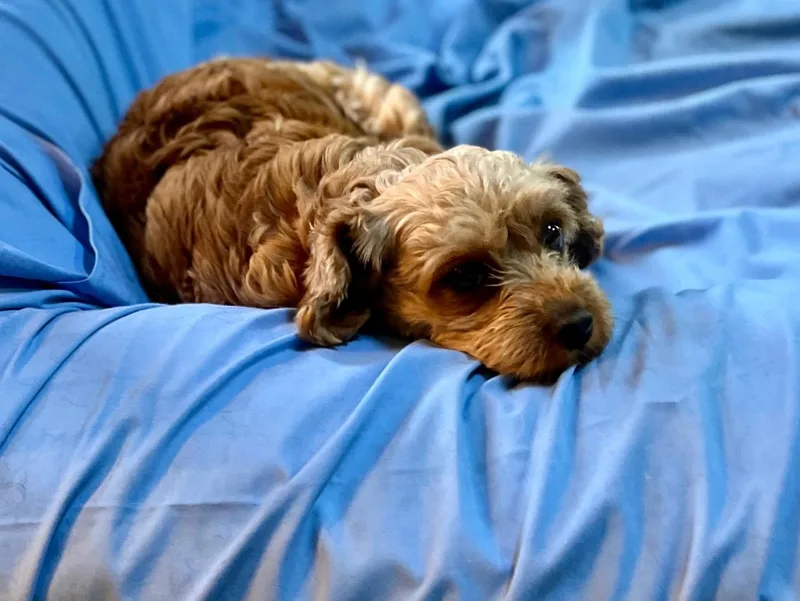 Cavapoo Taffy