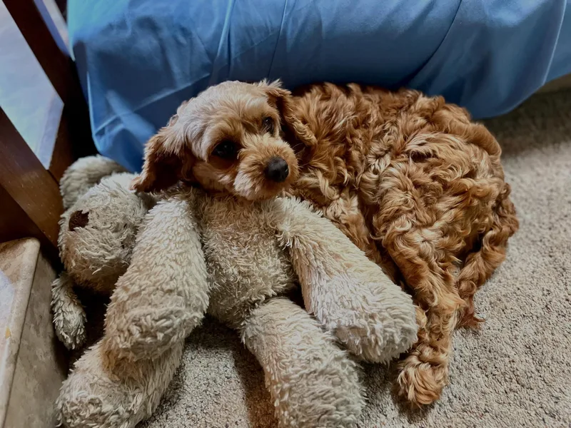 Cavapoo Taffy thumbnail 2