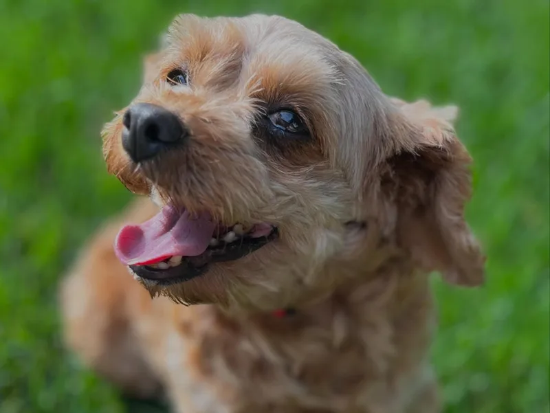 Cavapoo Taffy thumbnail 3