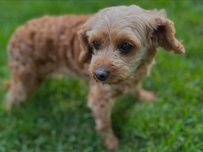 Cavapoo Taffy thumbnail 4