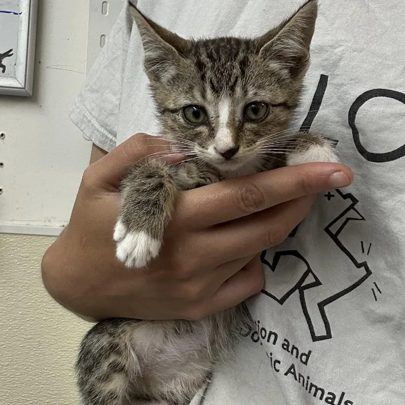 A baby small-sized female Brown / Chocolate Domestic Short Hair cat named Cove for adoption in Point Richmond, CA