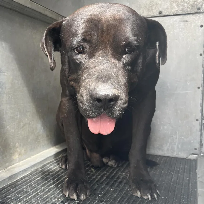 A senior large-sized male Pit Bull Terrier dog named Barbosa for adoption in Edinburg, TX