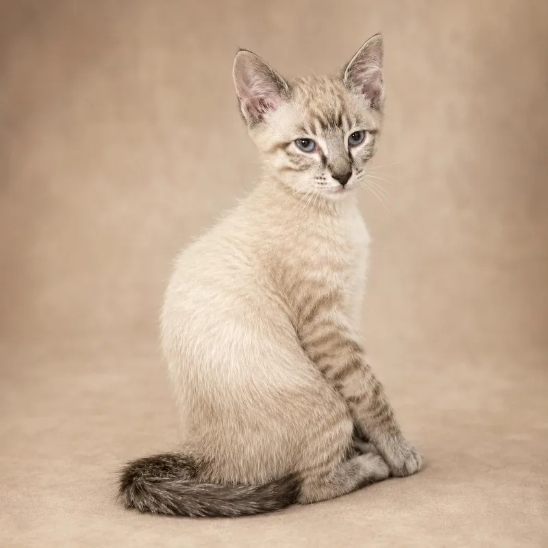 A baby large-sized male Blue Point Siamese cat named Harold for adoption in Heber Springs, AR