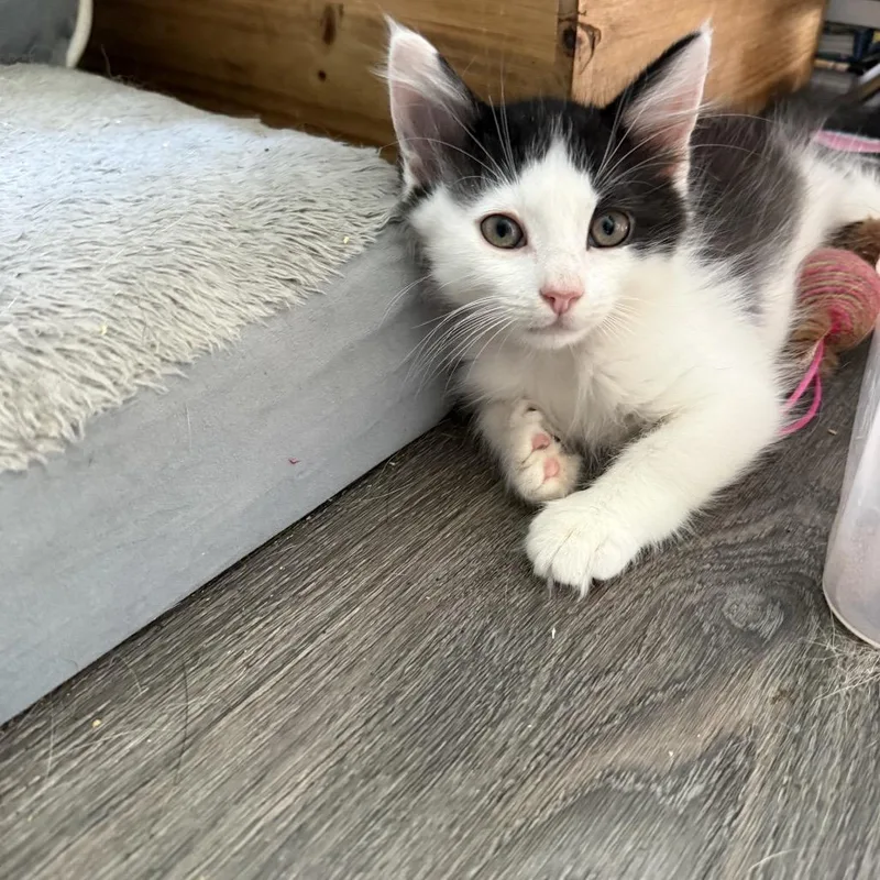 A baby small-sized male Black Domestic Short Hair cat named Kramer for adoption in Wappingers Falls, NY