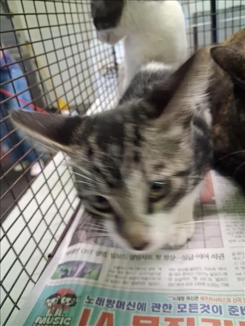 A baby medium-sized male Domestic Short Hair cat named Shrek for adoption in Los Angeles, CA