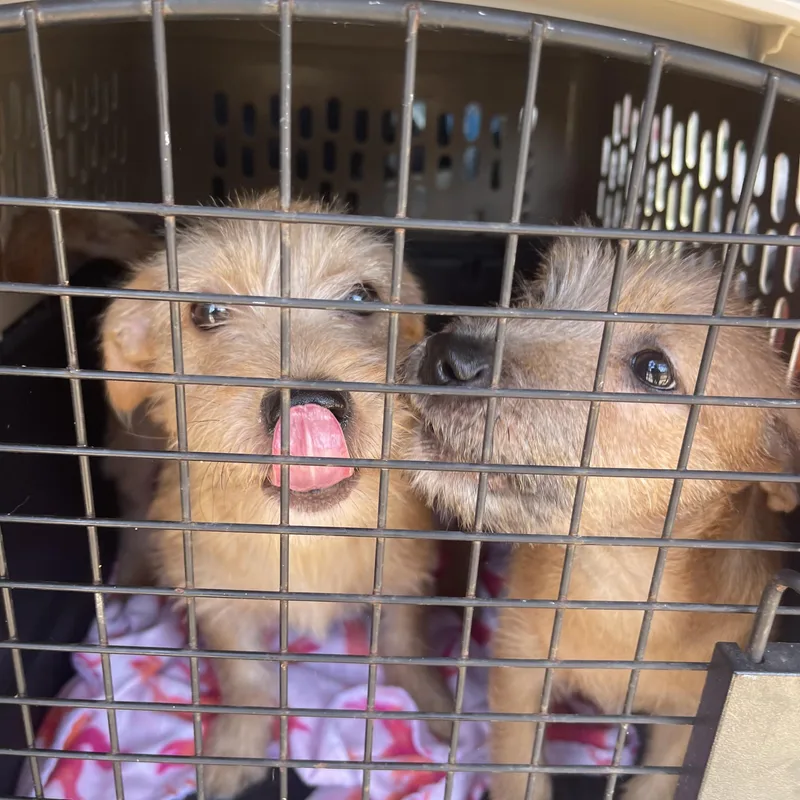 A baby medium-sized male Cairn Terrier dog named Salem for adoption in Gainesville, VA