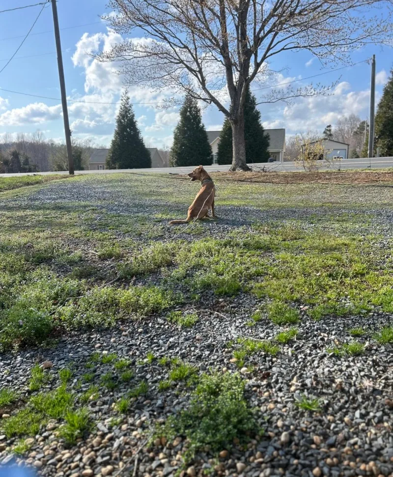 Modelo  Beer Litter thumbnail 2