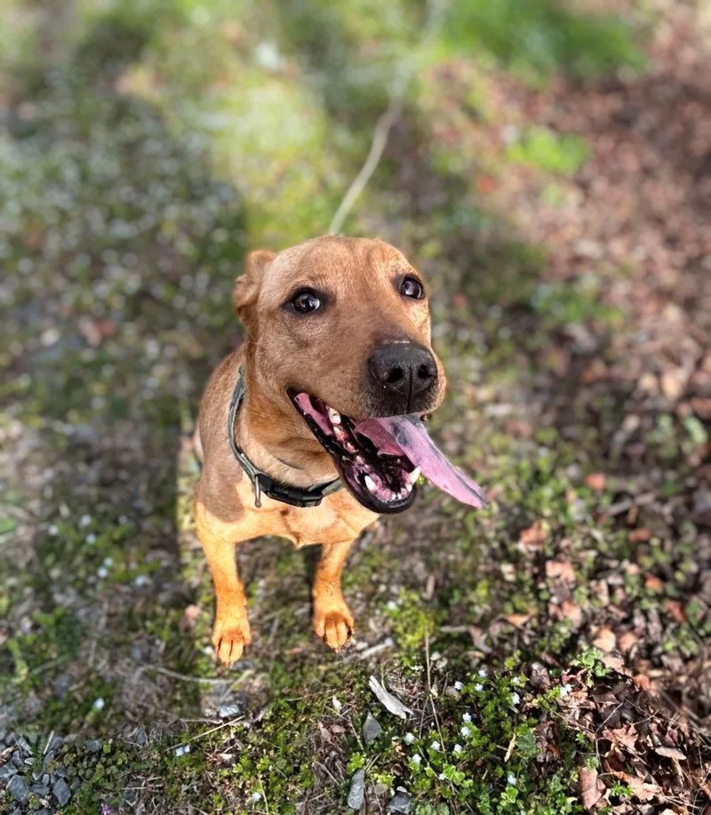 Modelo  Beer Litter thumbnail 3