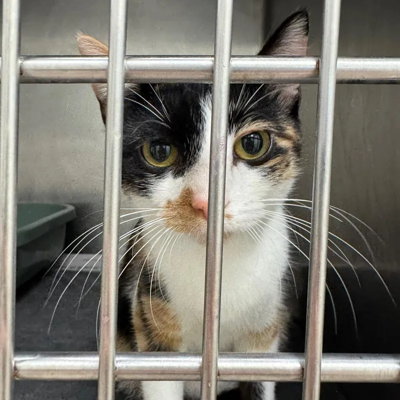 A young medium-sized female Calico Domestic Short Hair cat named Elara for adoption in Pekin, IL