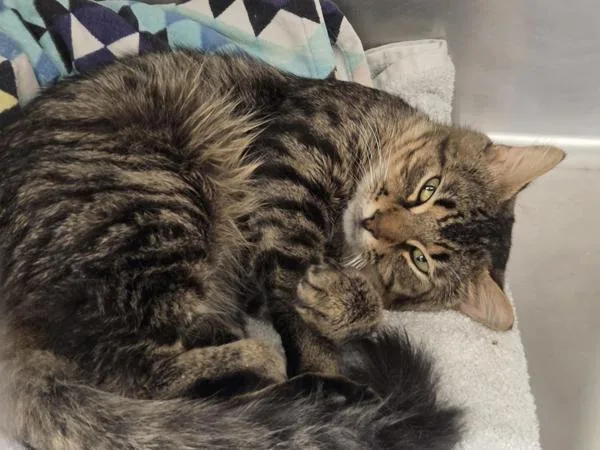 An adult small-sized male Domestic Medium Hair cat named Catthew for adoption in Austin, TX
