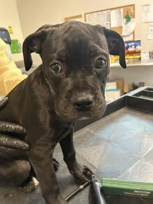 A baby large-sized male American Staffordshire Terrier dog named Groot for adoption in Sacramento, CA