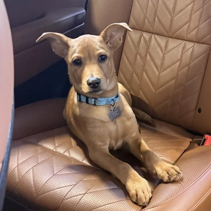 A baby medium-sized female Brown / Chocolate Labrador Retriever dog named Margo for adoption in La Grange, KY