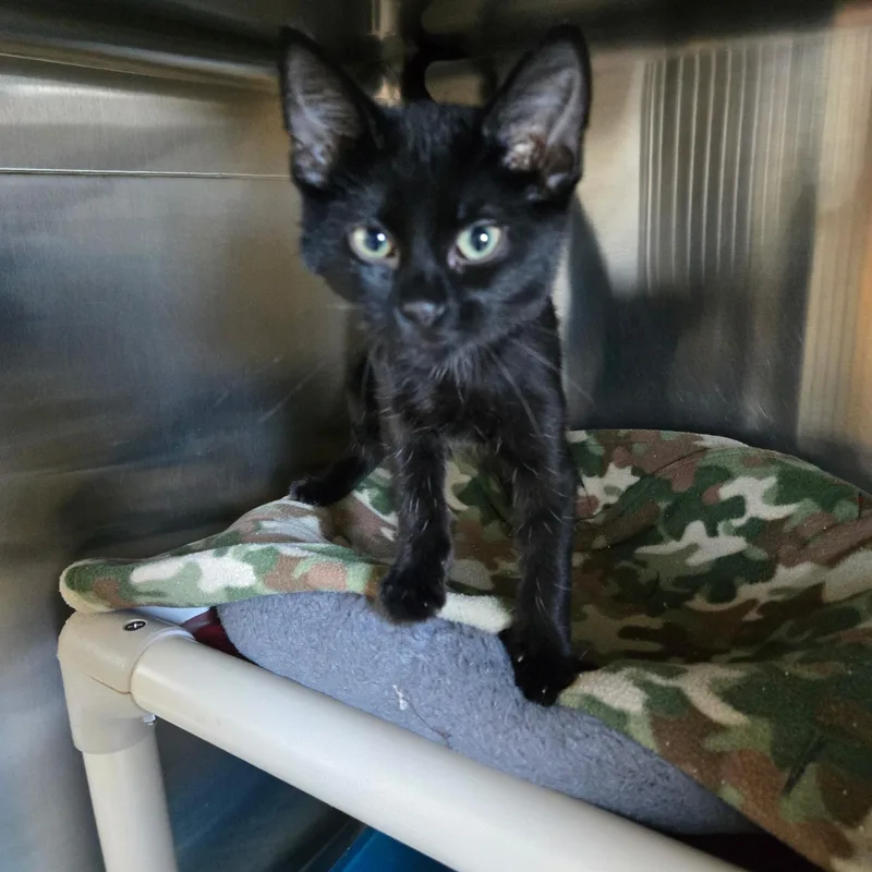 A baby medium-sized female Black Domestic Short Hair cat named Margo for adoption in West Branch, MI