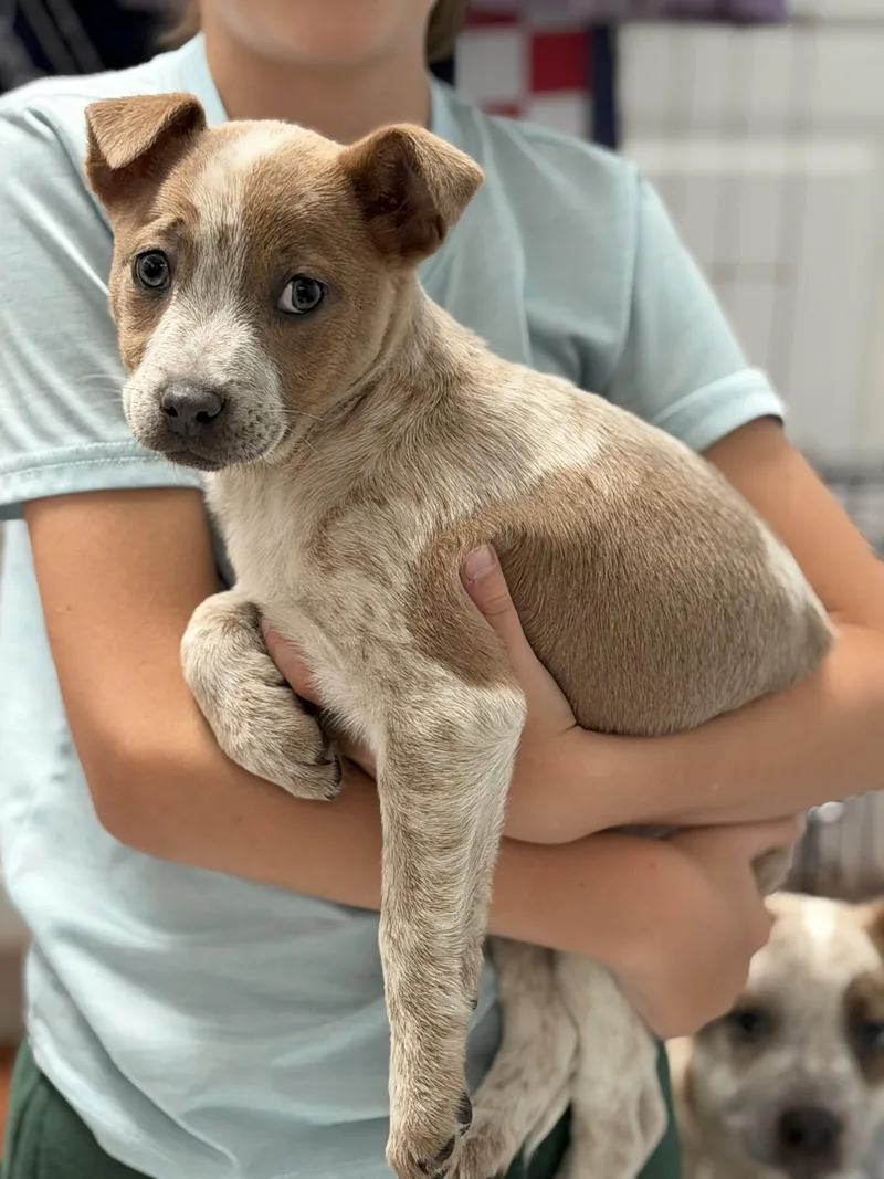 Peach Kart  Local thumbnail 4