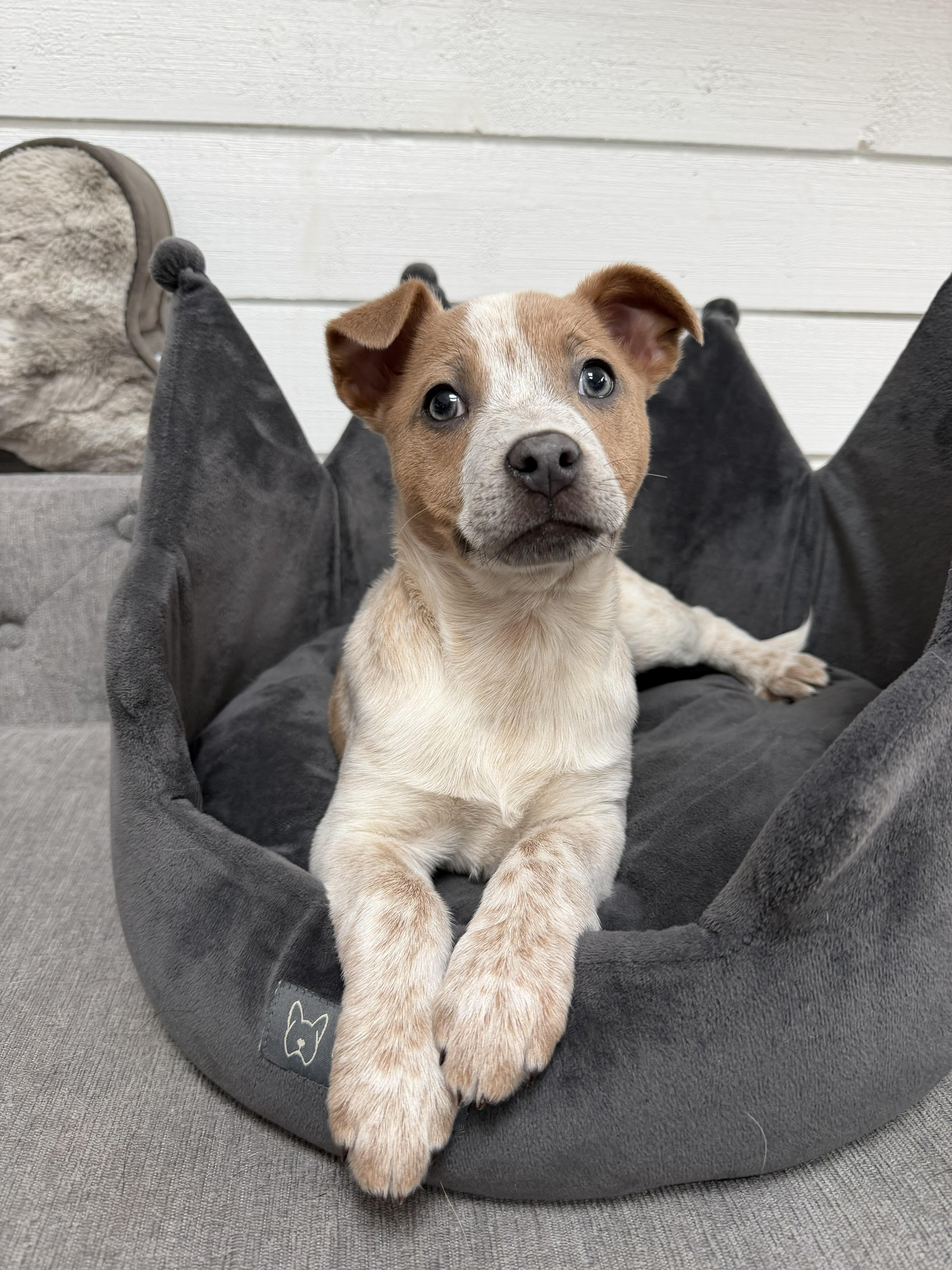 Peach Kart  Local thumbnail 5