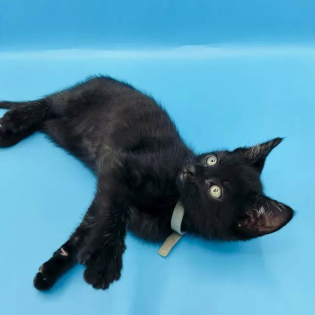 A baby medium-sized male Black Domestic Short Hair cat named Xaden for adoption in Springfield, MO
