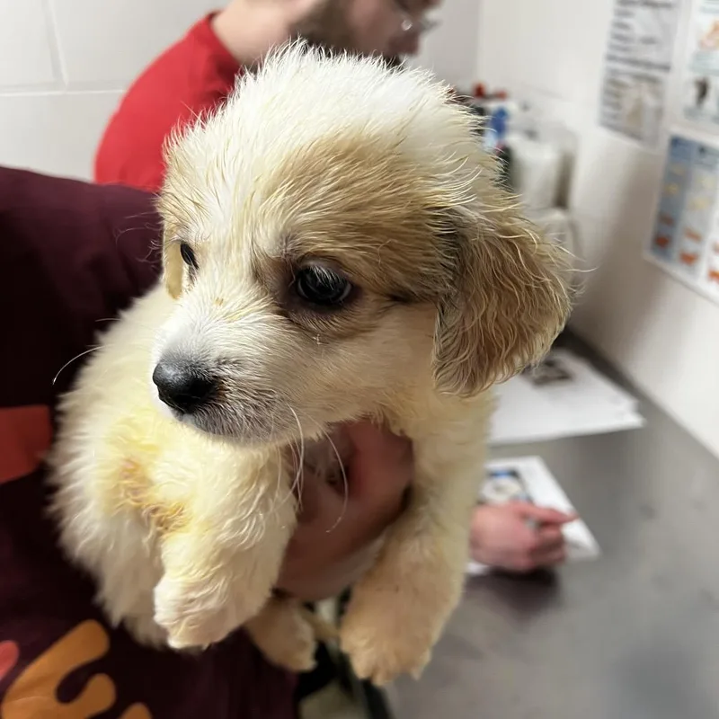 A baby small-sized female White / Cream Shepherd dog named Moxy for adoption in Parrish, AL
