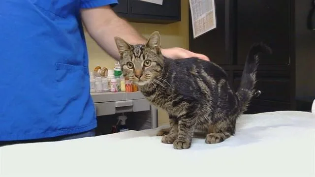 A young medium-sized female Domestic Short Hair cat named Hop Scotch for adoption in Cookeville, TN