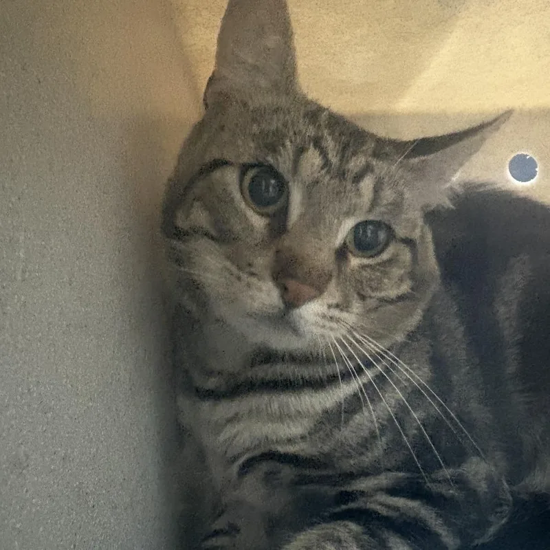 An adult medium-sized male Brown / Chocolate Domestic Short Hair cat named Working Cat Blackjack for adoption in Tacoma, WA