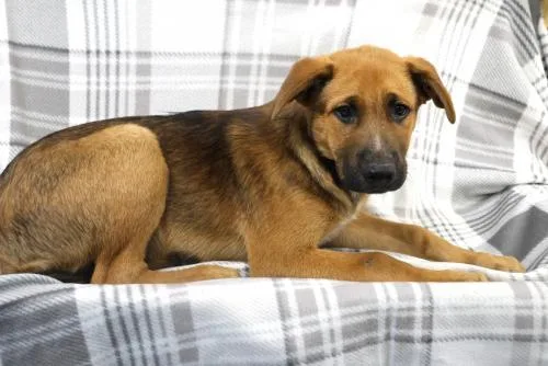 A young medium-sized male Shepherd dog named Malachi for adoption in Thief River Falls, MN