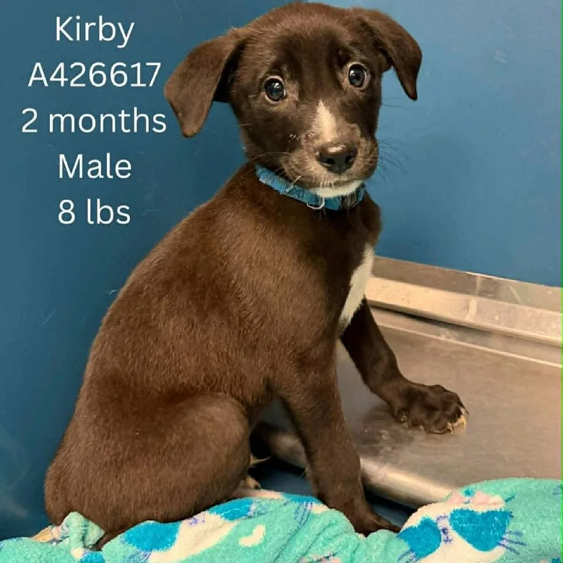 A baby small-sized male Black Mixed Breed dog named Kirby for adoption in Tomah, WI
