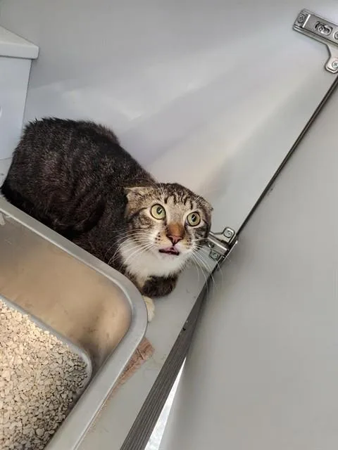 A young medium-sized male Domestic Short Hair cat named Amos for adoption in Paradise, CA
