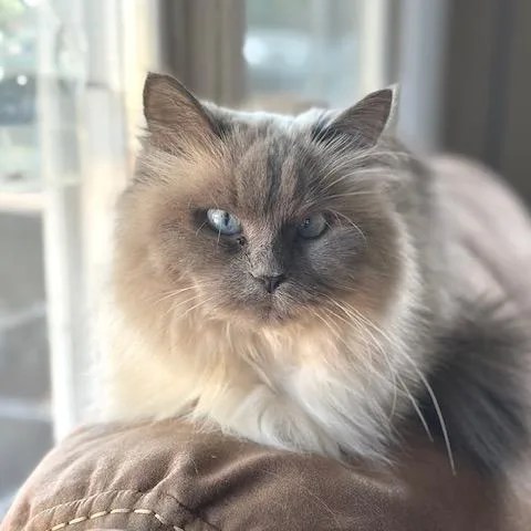 A senior medium-sized female Himalayan cat named Violet for adoption in Indianapolis, IN