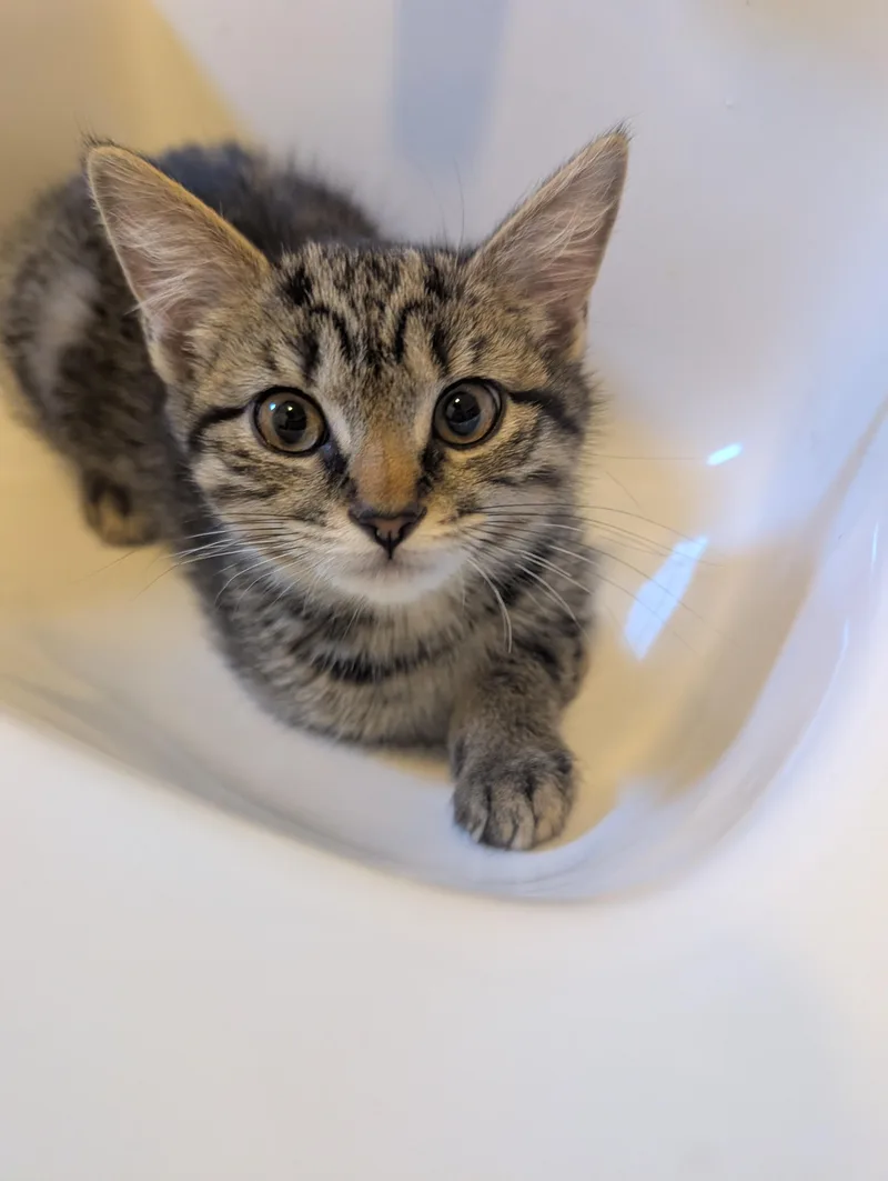A baby large-sized female Tabby (Tiger Striped) Domestic Short Hair cat named Gigi for adoption in HANSON, MA