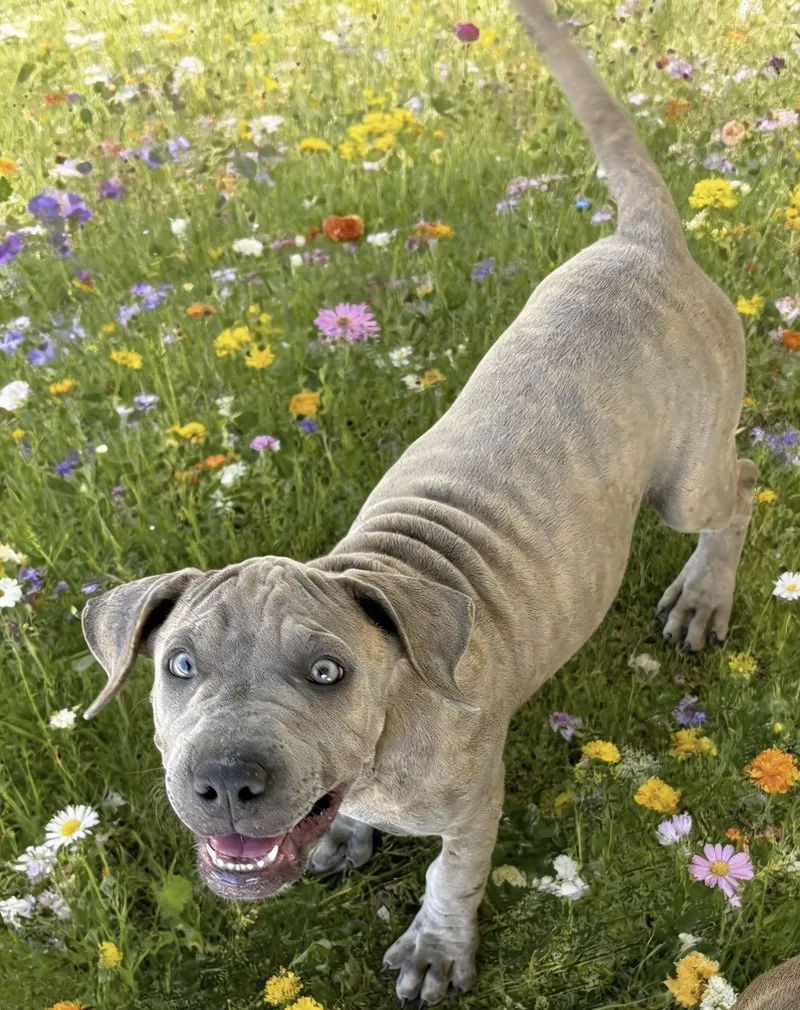 A young medium-sized female Brindle Labrador Retriever dog named Sweet TRUFFLE for adoption in Queen Creek, AZ
