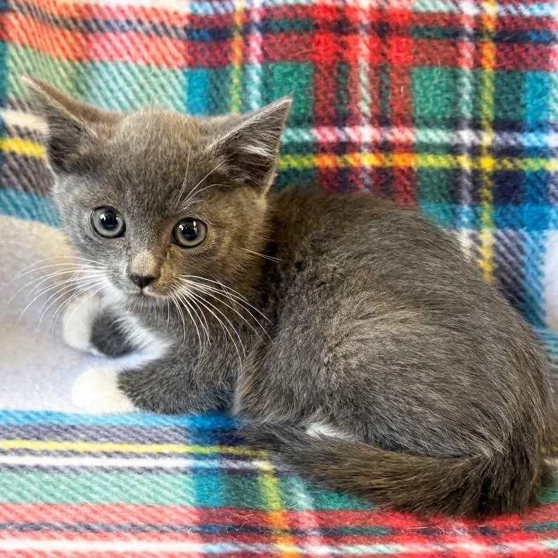 A baby small-sized female Gray / Blue / Silver Domestic Short Hair cat named Arabella for adoption in Mount Juliet, TN
