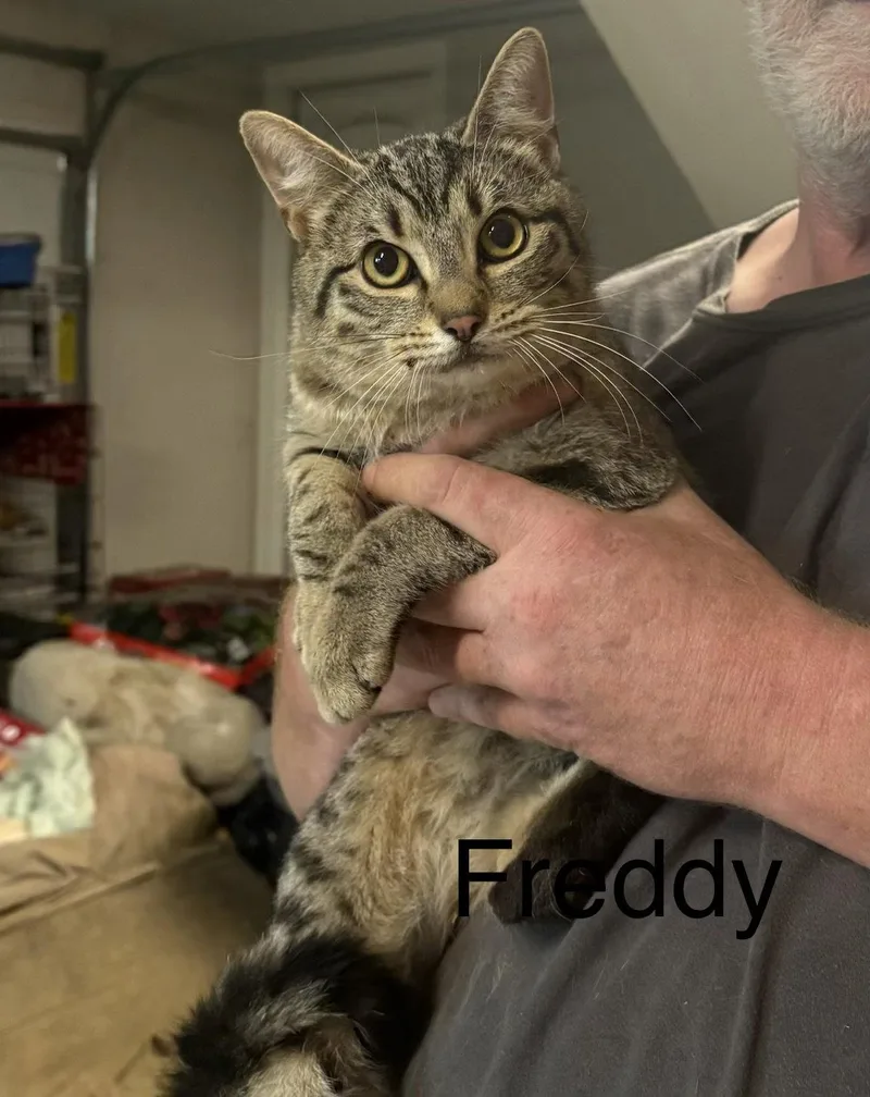 Freddy