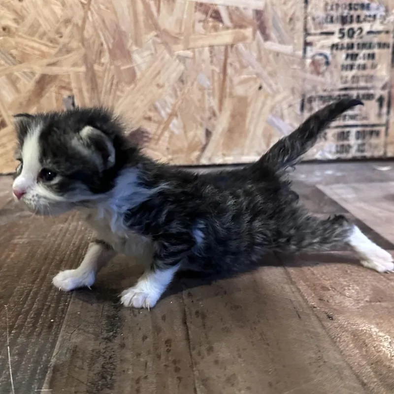 A baby small-sized female Brown / Chocolate Domestic Short Hair cat named Midge for adoption in Mount Vernon, IN