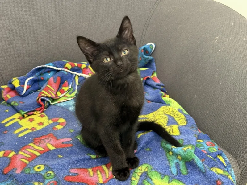 A baby medium-sized male Buff & White Domestic Medium Hair cat named Reese for adoption in Evanston, IL
