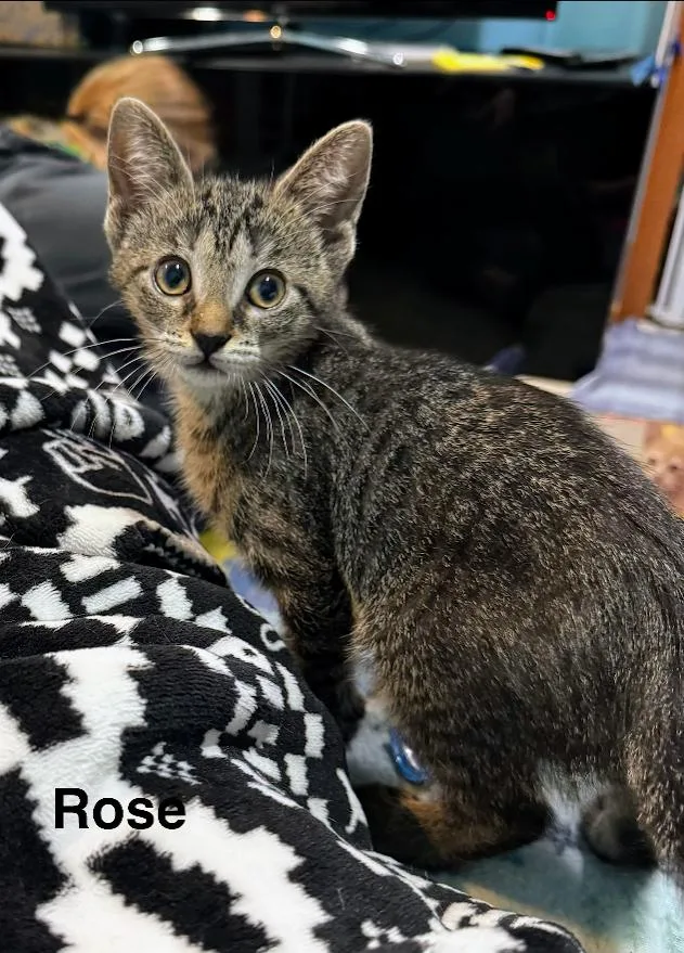 A baby small-sized female Tabby (Brown / Chocolate) Domestic Short Hair cat named Rose for adoption in Kenosha, WI