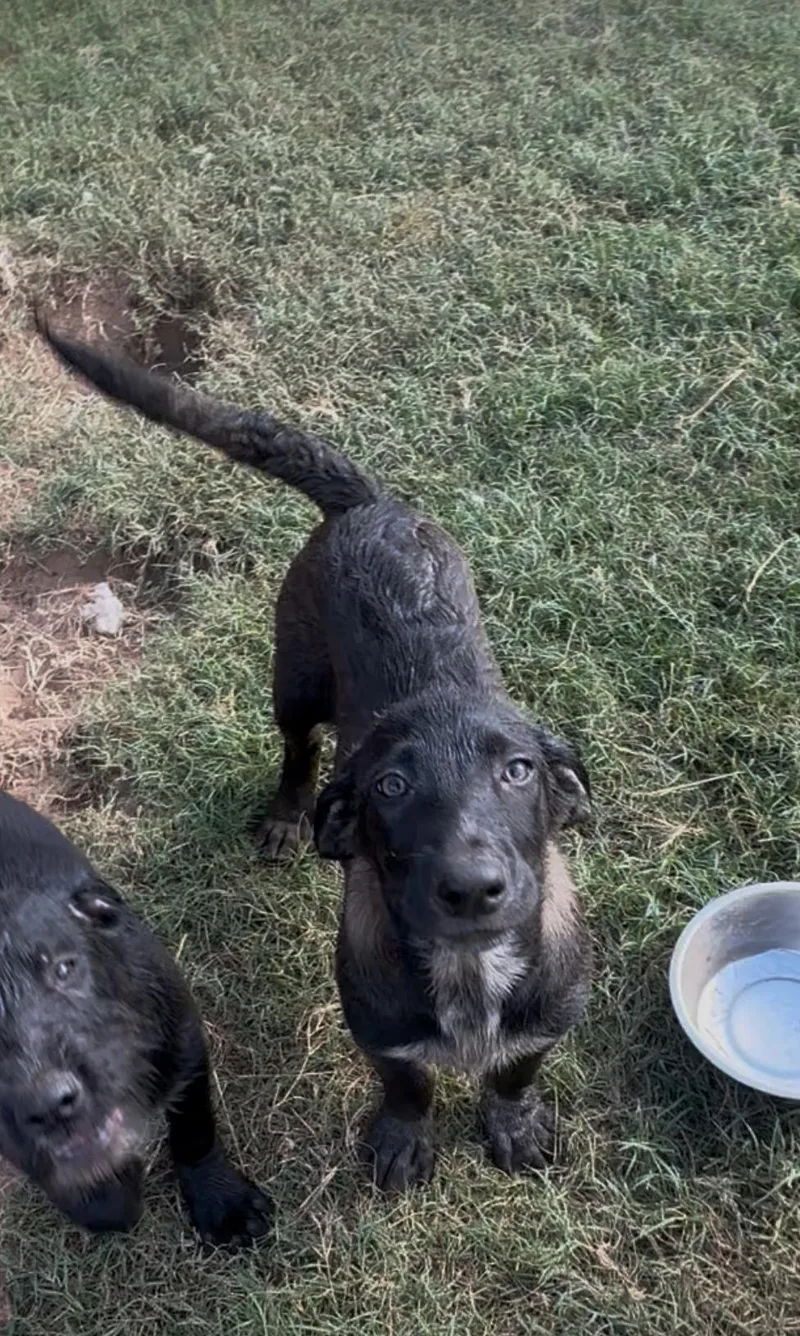 A young medium-sized female Black Shepherd dog named Zuzu for adoption in Seguin, TX