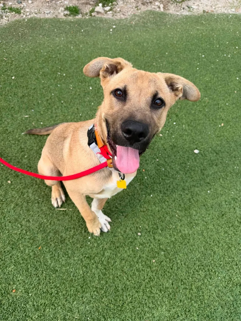 A baby medium-sized male Yellow / Tan / Blond / Fawn German Shepherd Dog dog named Snorkel for adoption in Cleveland, OH