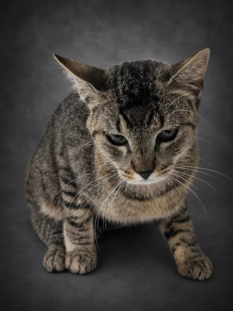 A young small-sized male Domestic Short Hair cat named Simba for adoption in Winter Haven, FL
