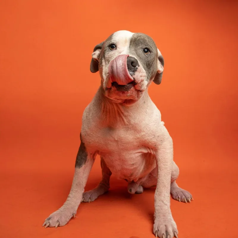 A young medium-sized male Pit Bull Terrier dog named Ducky for adoption in Richardson, TX