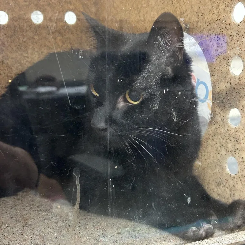 An adult large-sized male Black Domestic Short Hair cat named Jimmy for adoption in Memphis, TN