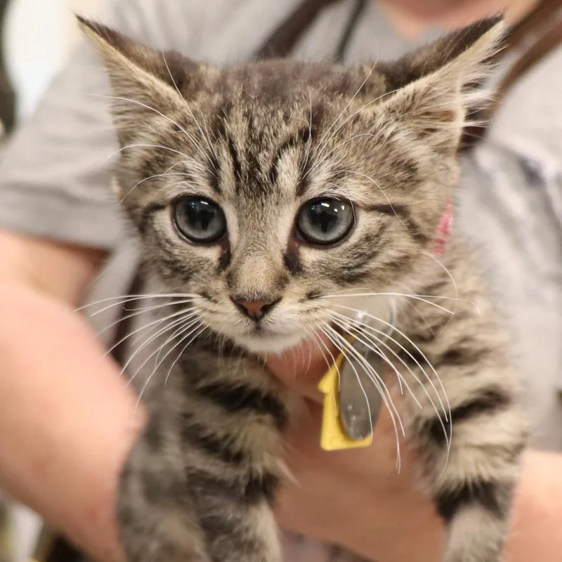 A baby small-sized female Domestic Short Hair cat named Sleepy for adoption in Port Washington, NY