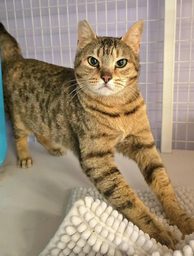 An adult medium-sized female Brown / Chocolate Domestic Short Hair cat named Lady for adoption in Vancouver, WA