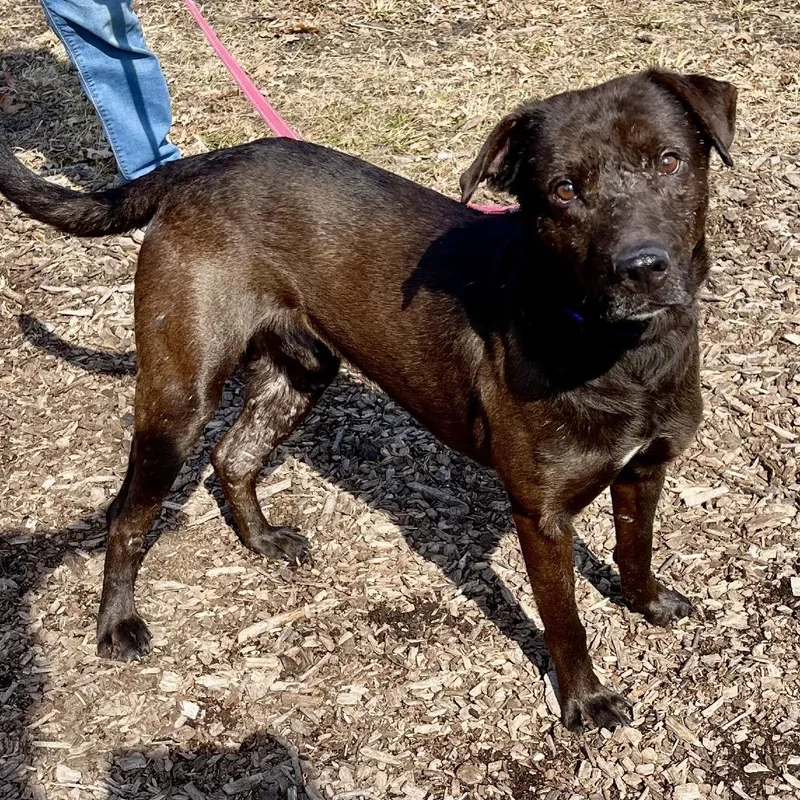An adult medium-sized male Black Labrador Retriever dog named Stitch for adoption in Deerfield, IL